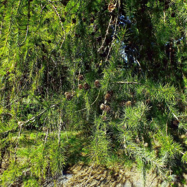 Larix kaempferi पत्ता