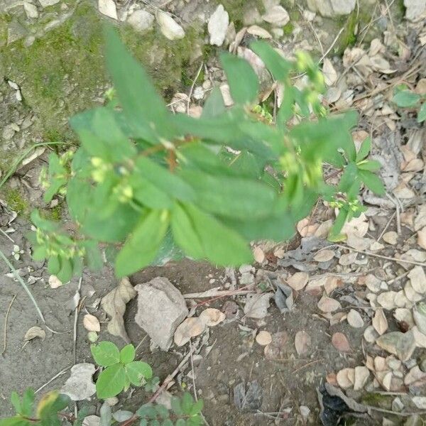 Euphorbia hyssopifolia Leaf