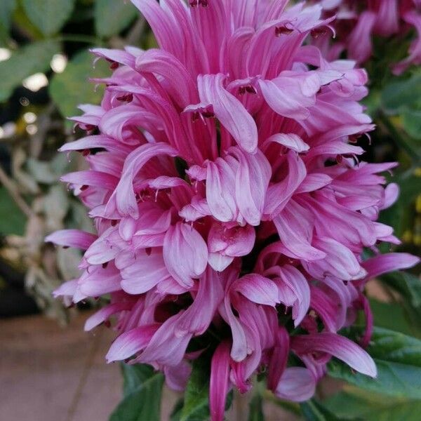 Justicia carnea Žiedas