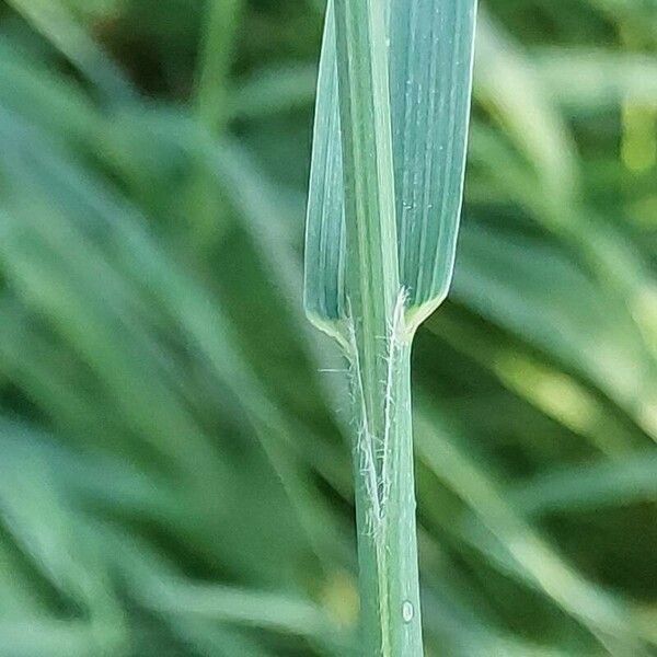 Bromus carinatus برگ