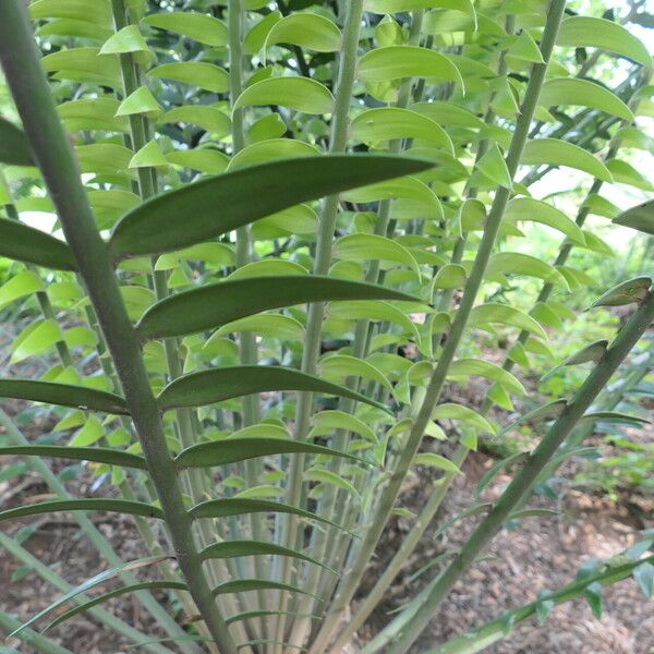Encephalartos paucidentatus Leaf