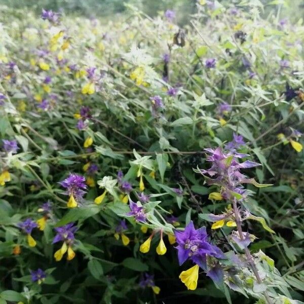 Melampyrum subalpinum 花