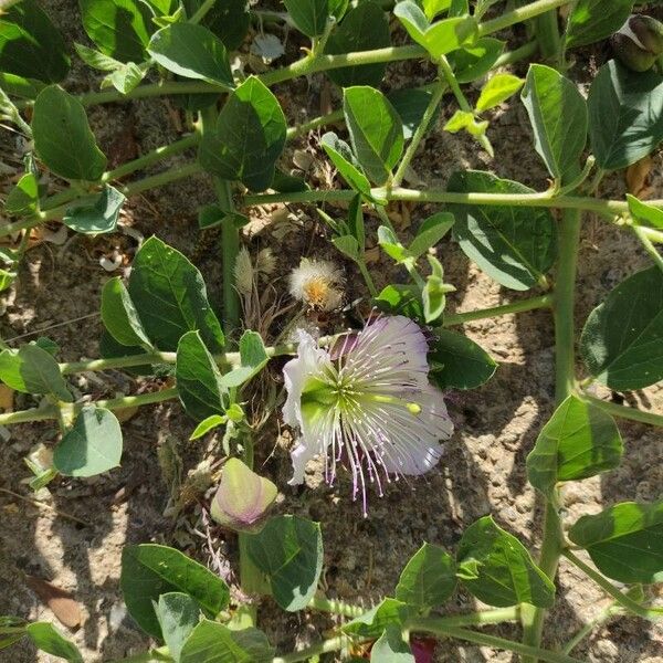 Capparis spinosa Flor