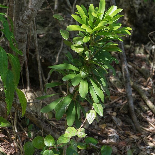 Canella winterana Levél