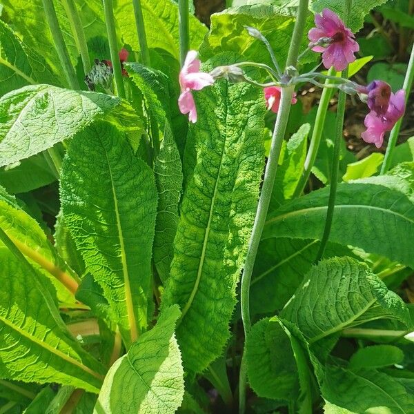 Primula bulleyana Fulla