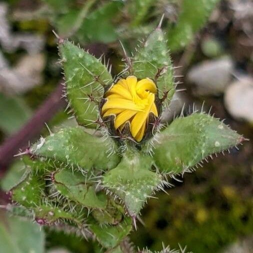 Helminthotheca echioides Flower