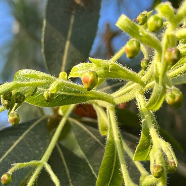 Arbutus canariensis Flower