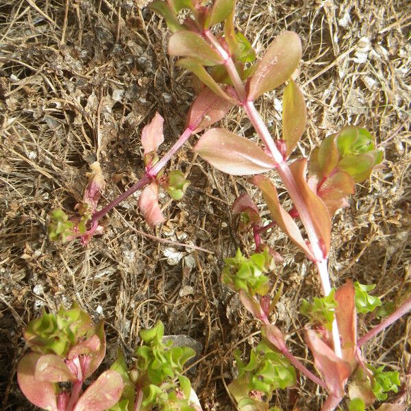 Lythrum borysthenicum 葉