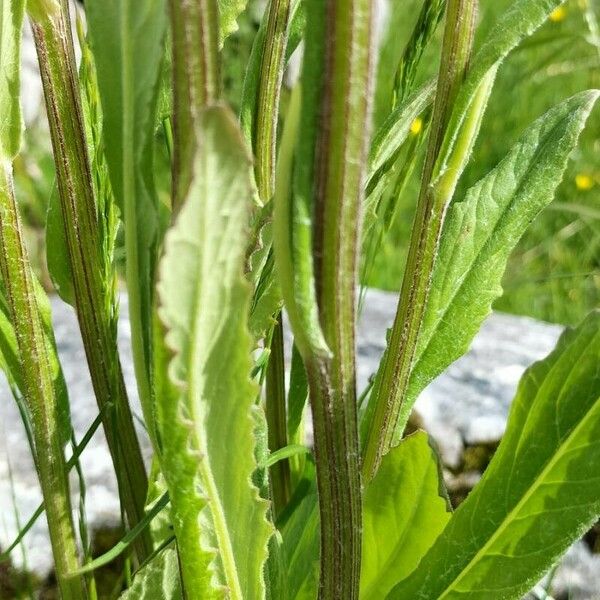 Tephroseris longifolia Levél