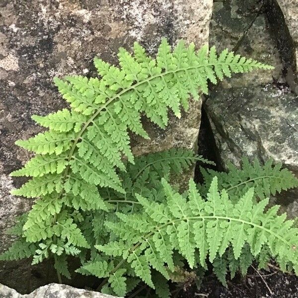 Davallia canariensis Hostoa