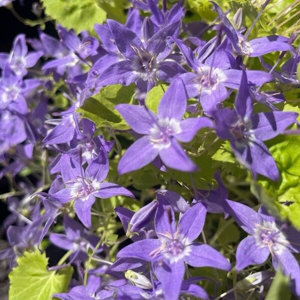 Campanula garganica Cvet