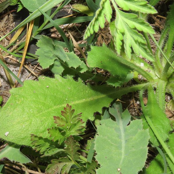 Hypochaeris achyrophorus Leaf