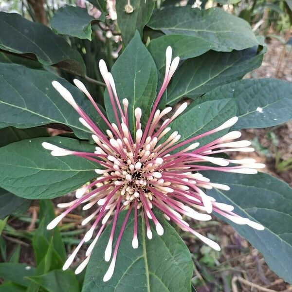 Clerodendrum quadriloculare फूल