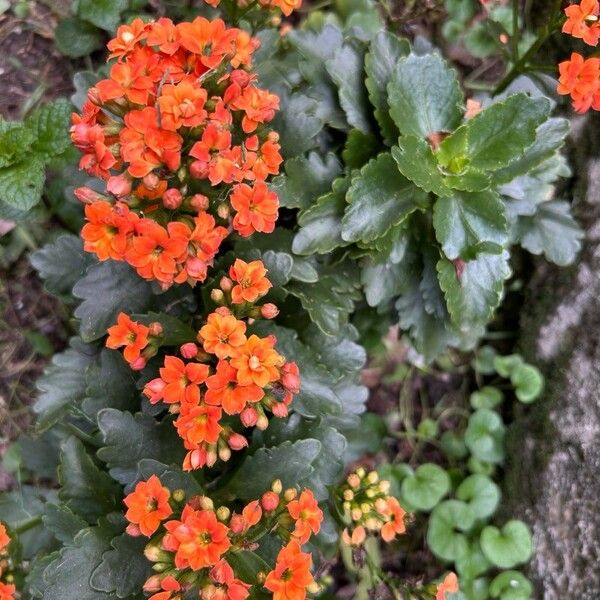 Kalanchoe crenata Flors