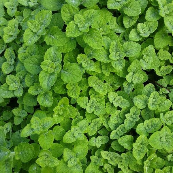 Mentha × rotundifolia Folla