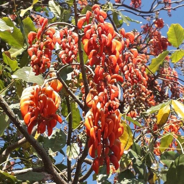 Erythrina fusca Květ