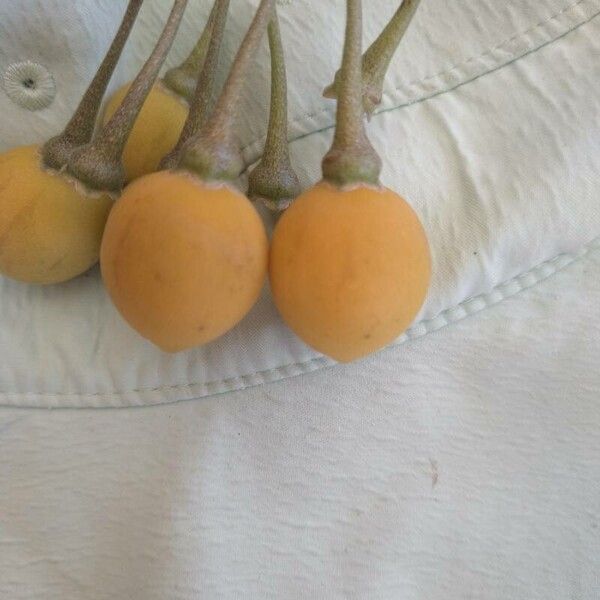 Solanum leucocarpon Koor