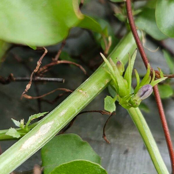 Campanula poscharskyana Bark