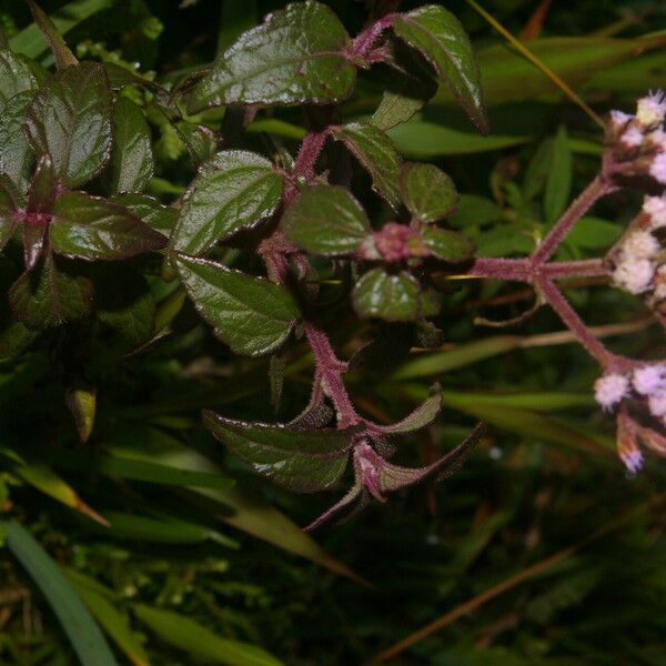 Fleischmannia pratensis Habitat