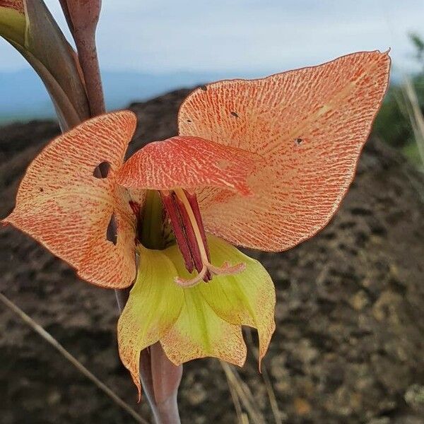 Gladiolus dalenii Blomma