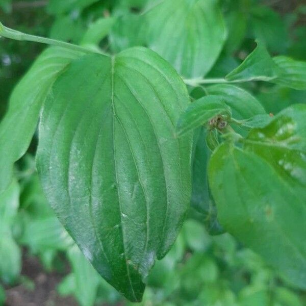 Cornus mas Folla