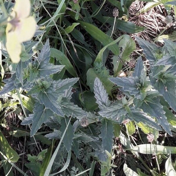 Verbascum blattaria Blad