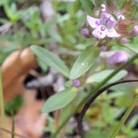 Thymus pulegioides Folha