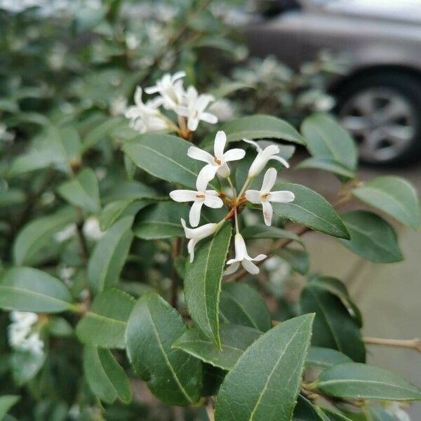 Osmanthus fragrans പുഷ്പം