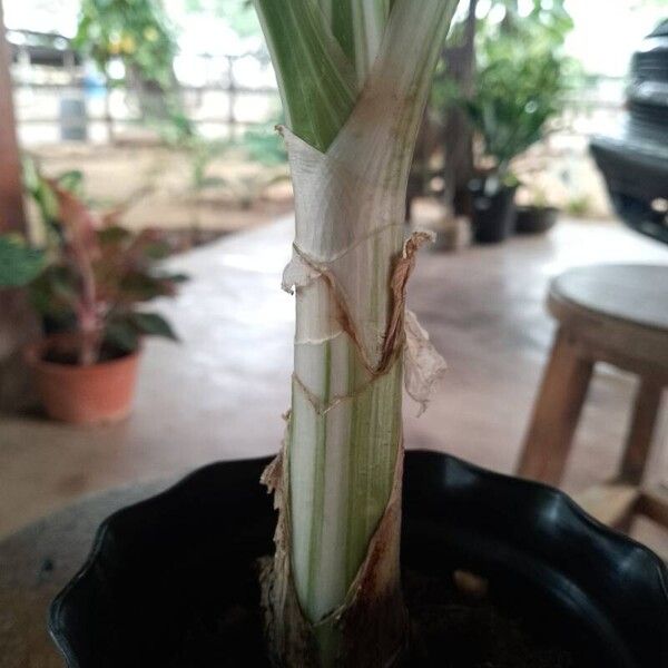 Crinum asiaticum Bark