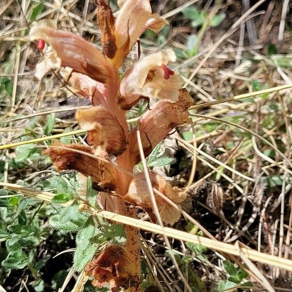 Orobanche alba Blomma