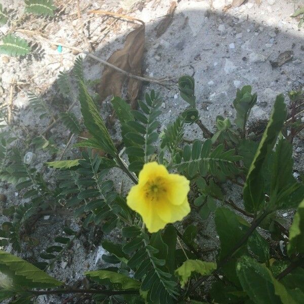 Tribulus cistoides Blüte