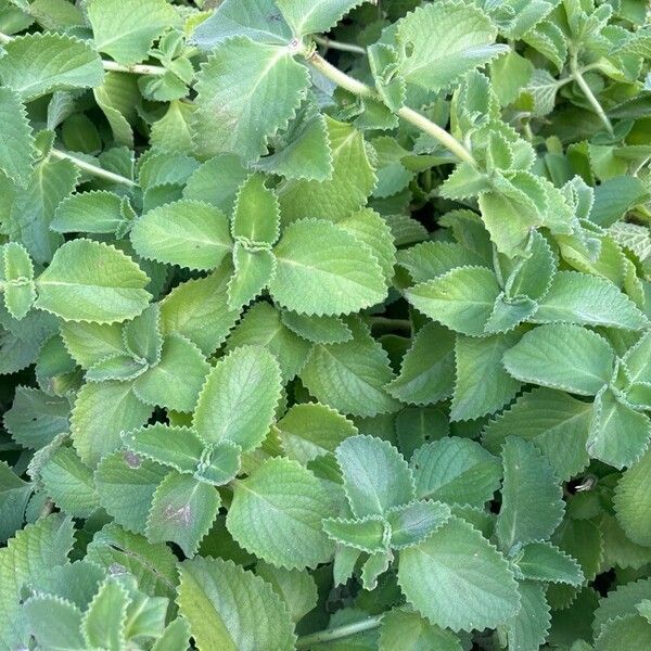 Plectranthus amboinicus Yaprak