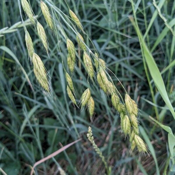 Bromus secalinus Квітка