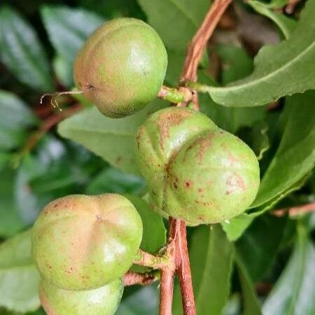 Camellia sinensis Fruto