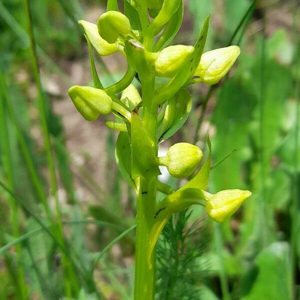 Platanthera chlorantha Žiedas