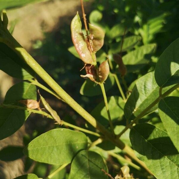 Glycyrrhiza glabra Frucht