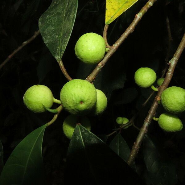Ficus maxima Fruit