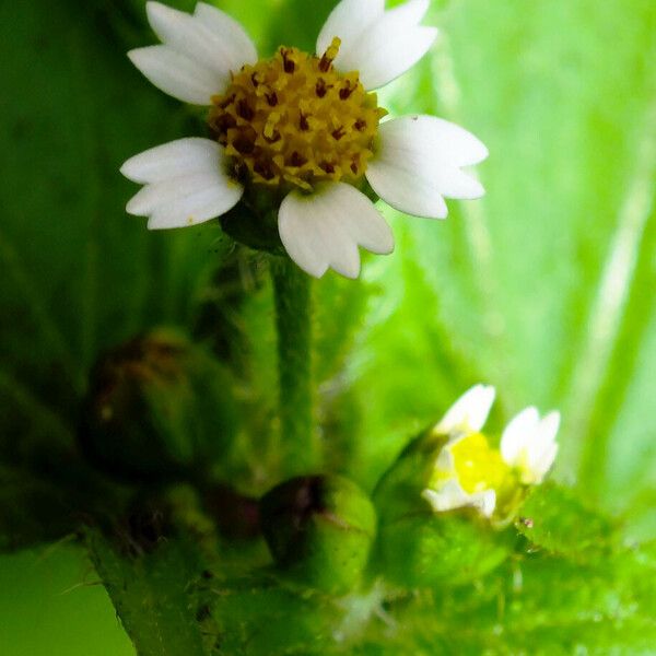 Galinsoga quadriradiata Flower