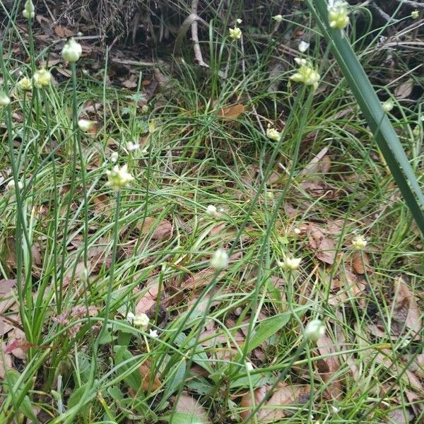 Allium canadense Flower