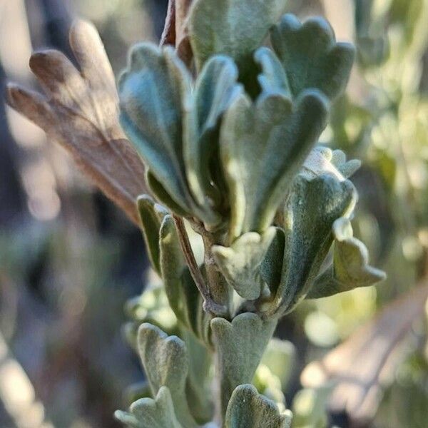 Artemisia nova Leaf