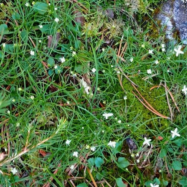 Moehringia muscosa Buveinė