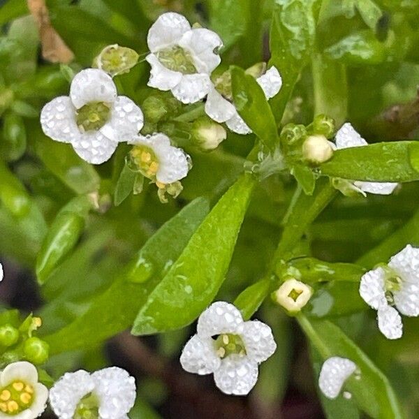 Lobularia maritima 叶