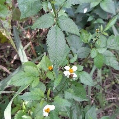 Bidens pilosa 整株植物