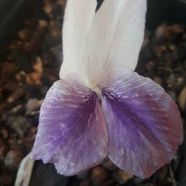 Kaempferia rotunda Flower