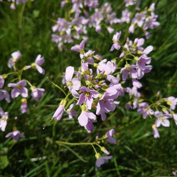 Cardamine pratensis Žiedas