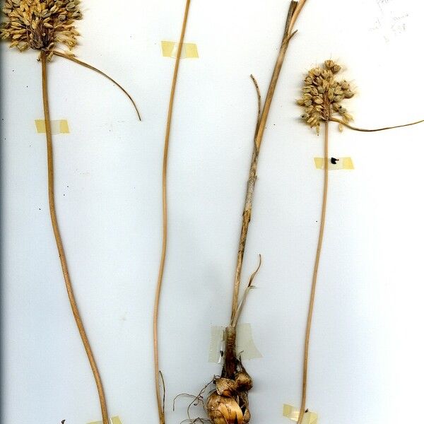 Allium paniculatum Hàbitat