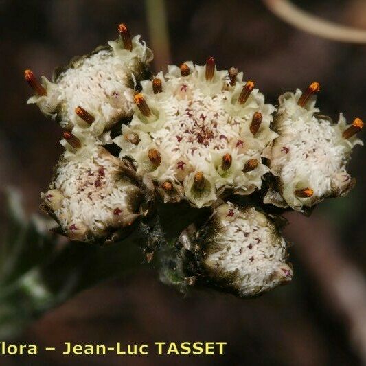 Antennaria carpatica Flower