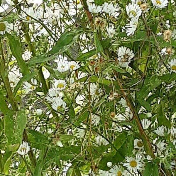 Erigeron strigosus Blomma