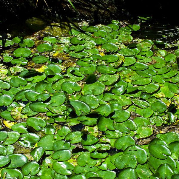 Nymphoides peltata Habit