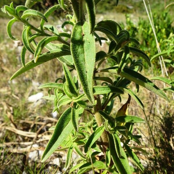 Antirrhinum majus Листок